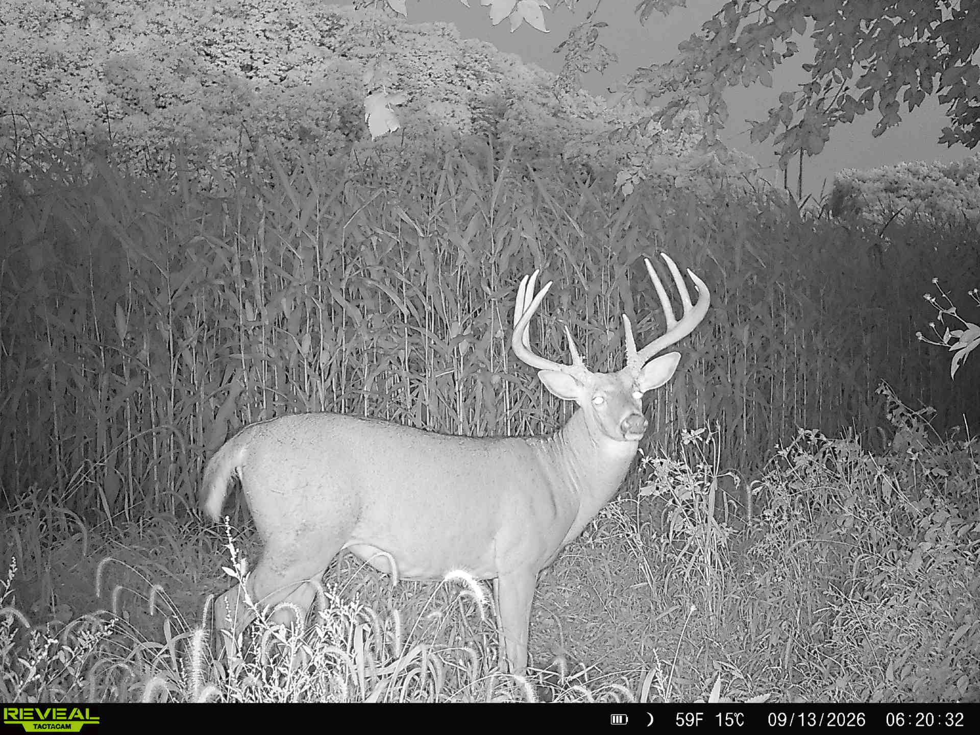 Listing Photo: Dubuque Whitetail Hunting